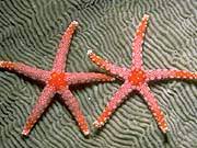 ستاره دریایی مرمری نوک صورتی