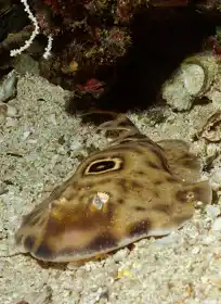 کوسه ماهی اشعه الکتریکی