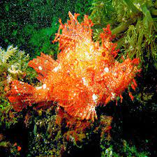 عقرب ماهی کرگدن مودار