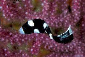 لب شیرین نقاشی شده