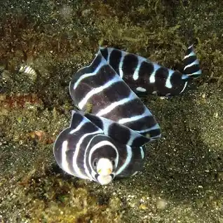 مار ماهی کمربندی