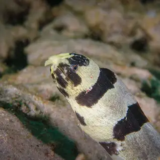 مارماهی میله ای