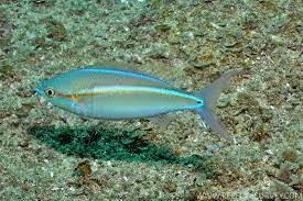 بریم نخی دم شلاقی