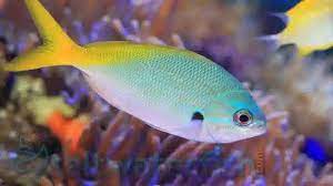 فوزیلر شکم قرمز