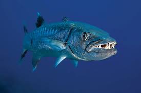 باراکودا بزرگ