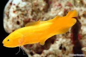 داسکی براتولید