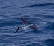 ماهی پرنده بال راه راه