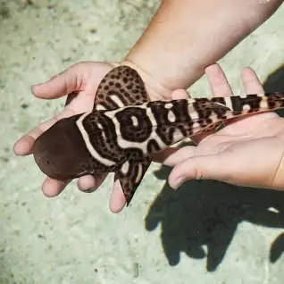 کوسه گورخری