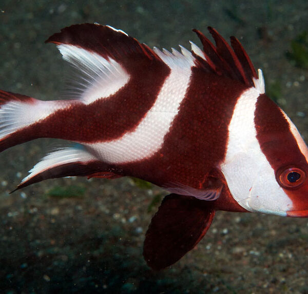 اسنپر امپراطور