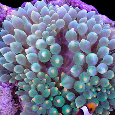 شقایق بابل نوک نارنجی متالیک