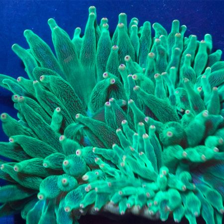 شقایق بابل نوک بنفش