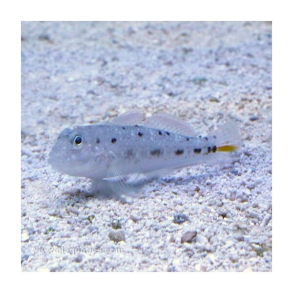 گابی اسپاینچیک