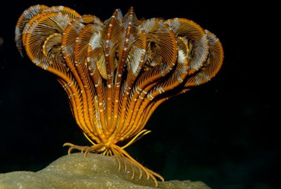 ستاره لاله قهوه ای