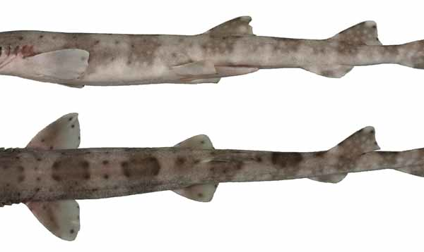 کوسه گربه خال سفید