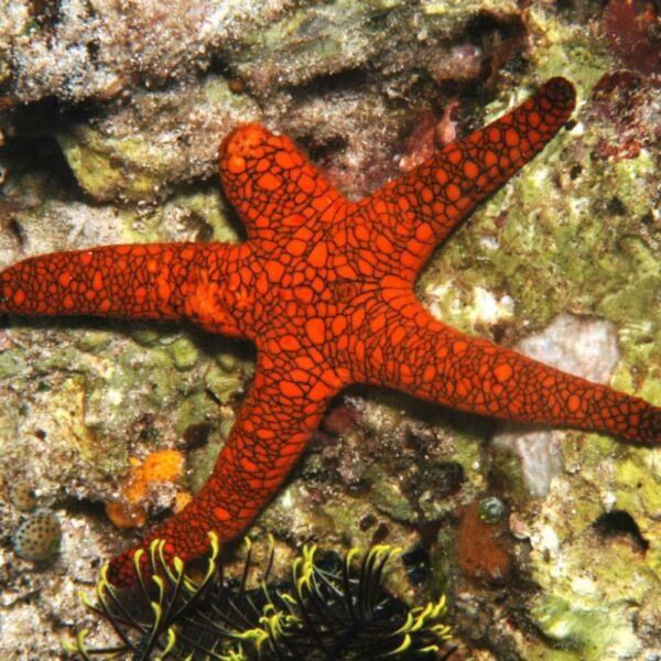 ستاره دریایی مرمری هندی