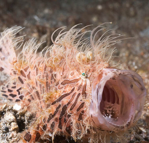 انگلر خط دار