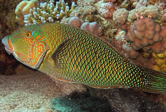 راس نصفه و نیمه