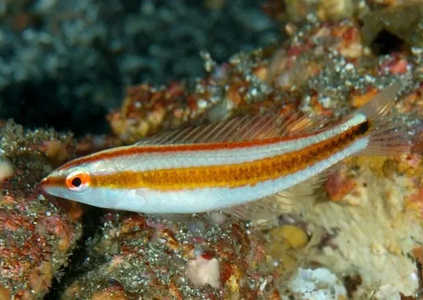 راس هارتزفلد