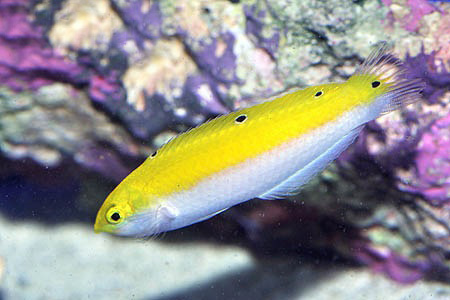 راس تریسپیلوس