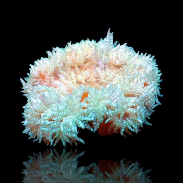 شقایق دریایی دانه تسبیحی