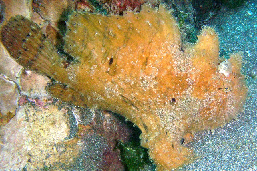 انگلر مو دار