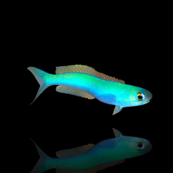 کاشی ماهی پاستلی