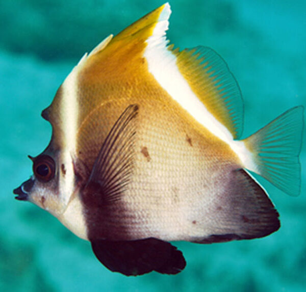 پروانه ماهی کوهان دار