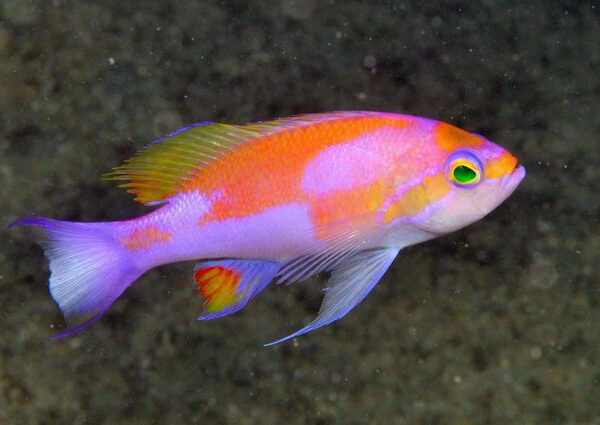 آنتیاس پروی