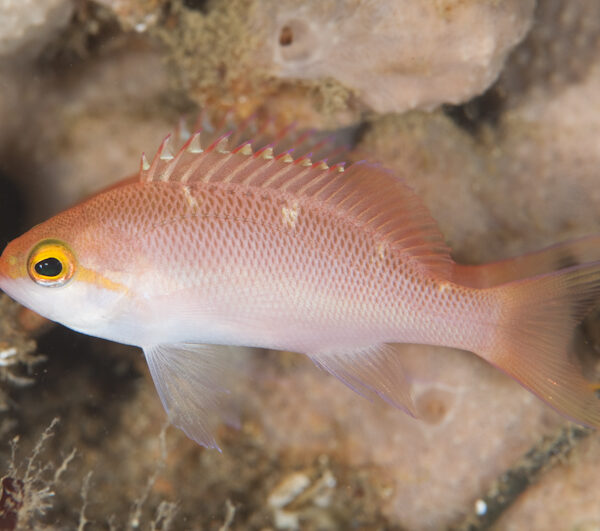 هوتوموی آنتیاس