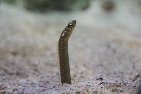 مارباغچه ای نقطه ای - تصویر 2