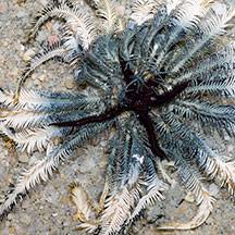 ستاره لاله سفید