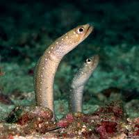 مار باغچه ای نقطه نقره ای