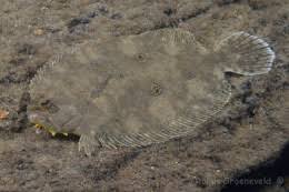 کفشک - تصویر 2