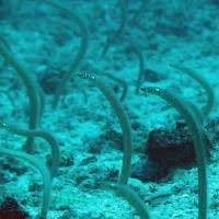 مارباغچه ای نقطه ای