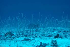 مارباغچه ای نقطه ای - تصویر 3