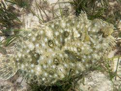 کفشک - تصویر 3