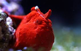 قورباغه ماهی آب شور (قرمز)