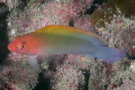 داتی بک قرمز و سبز