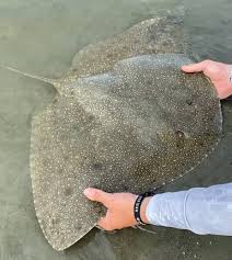 سفره ماهی پرتو پروانه ای