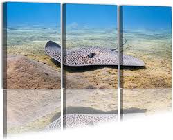 سفره ماهی لانه زنبوری