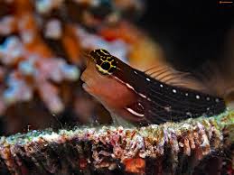 پیکتوس بلنی