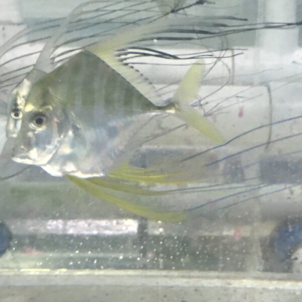 آلکتیس اندیکوس