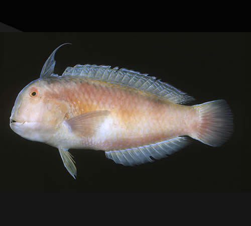 راس الهه رنگین کمانی