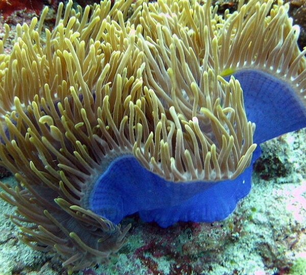 شقایق دریایی مگنیفیکا زرد