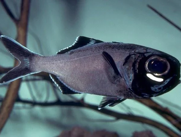 کاردینال چشم فانوسی