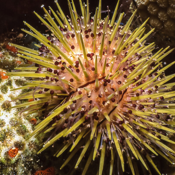 توتیای دریایی جواهر