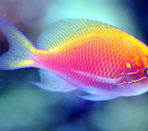 آنتیاس آفتاب سوخته