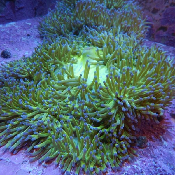 شقایق دریایی مگنیفیکا سبز