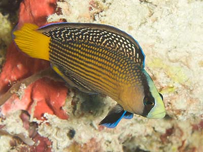 داتی بک باشکوه