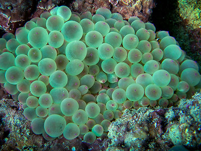 شقایق بابل سبز